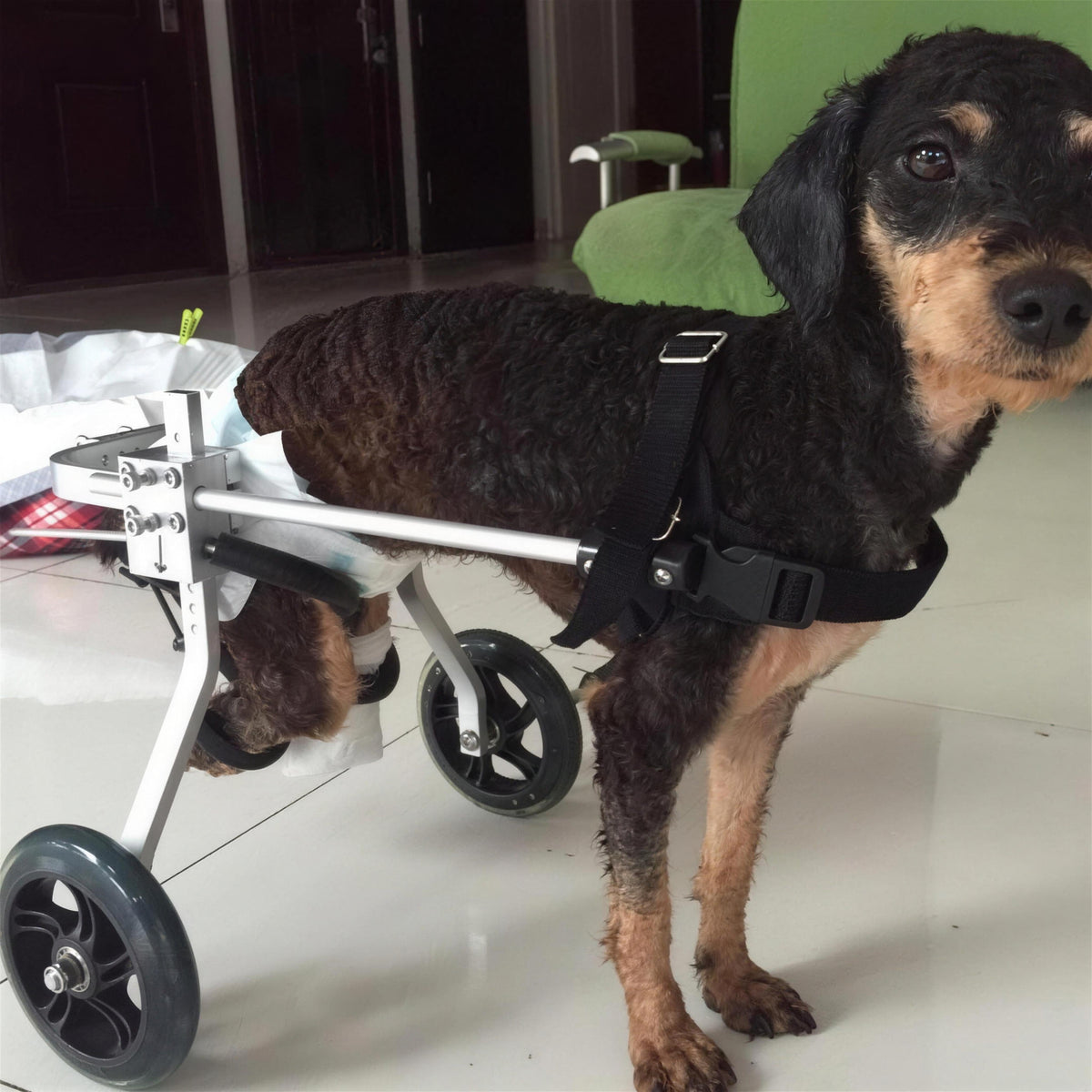 Small brown terrier mix indoors wearing the wheelchair, close-up on the padded chest harness and buckle