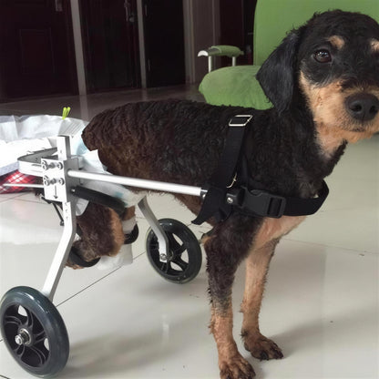 Small brown terrier mix indoors wearing the wheelchair, close-up on the padded chest harness and buckle