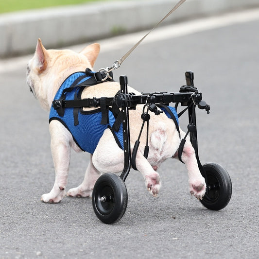Blue rear-leg dog wheelchair on a French bulldog walking outdoors on a leash
