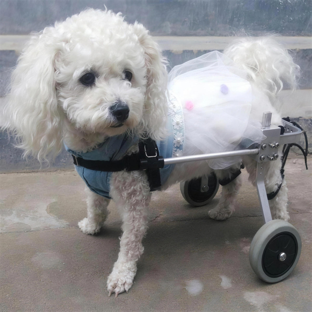 Small white poodle wearing a tulle outfit while using the 5-point adjustable dog wheelchair