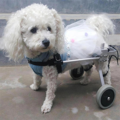 Small white poodle wearing a tulle outfit while using the 5-point adjustable dog wheelchair