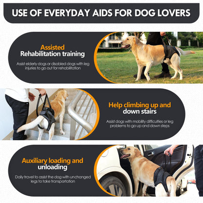 Adjustable Dog Lift Harness - dog wearing harness on a walk