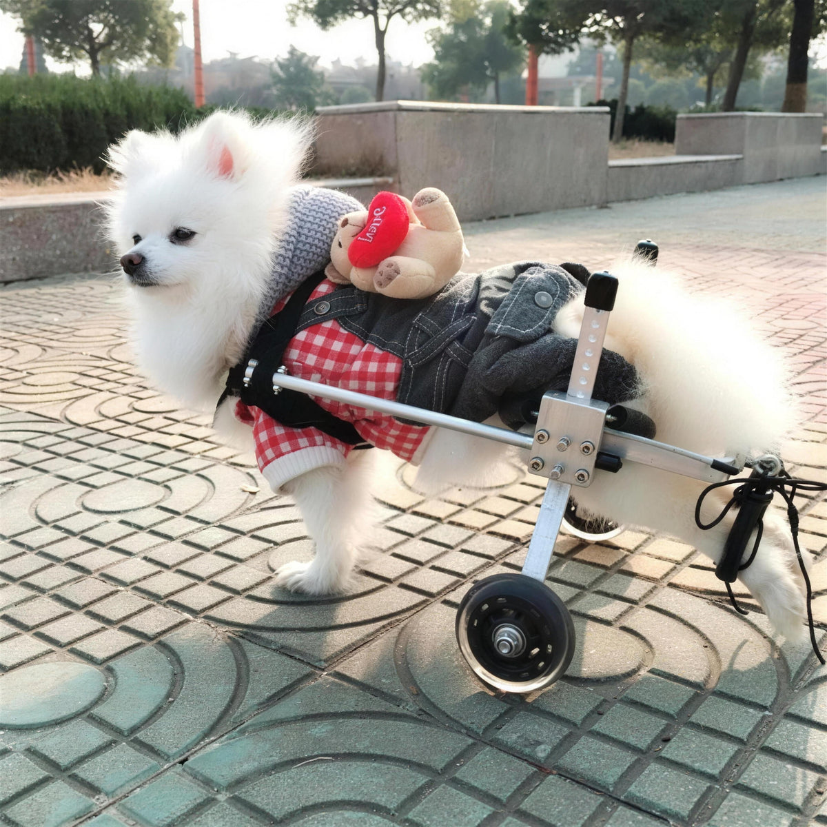 Small white dog in a wheelchair with a teddy bear plush toy on a paved walkway.