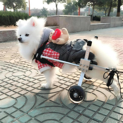 Small white dog in a wheelchair with a teddy bear plush toy on a paved walkway.