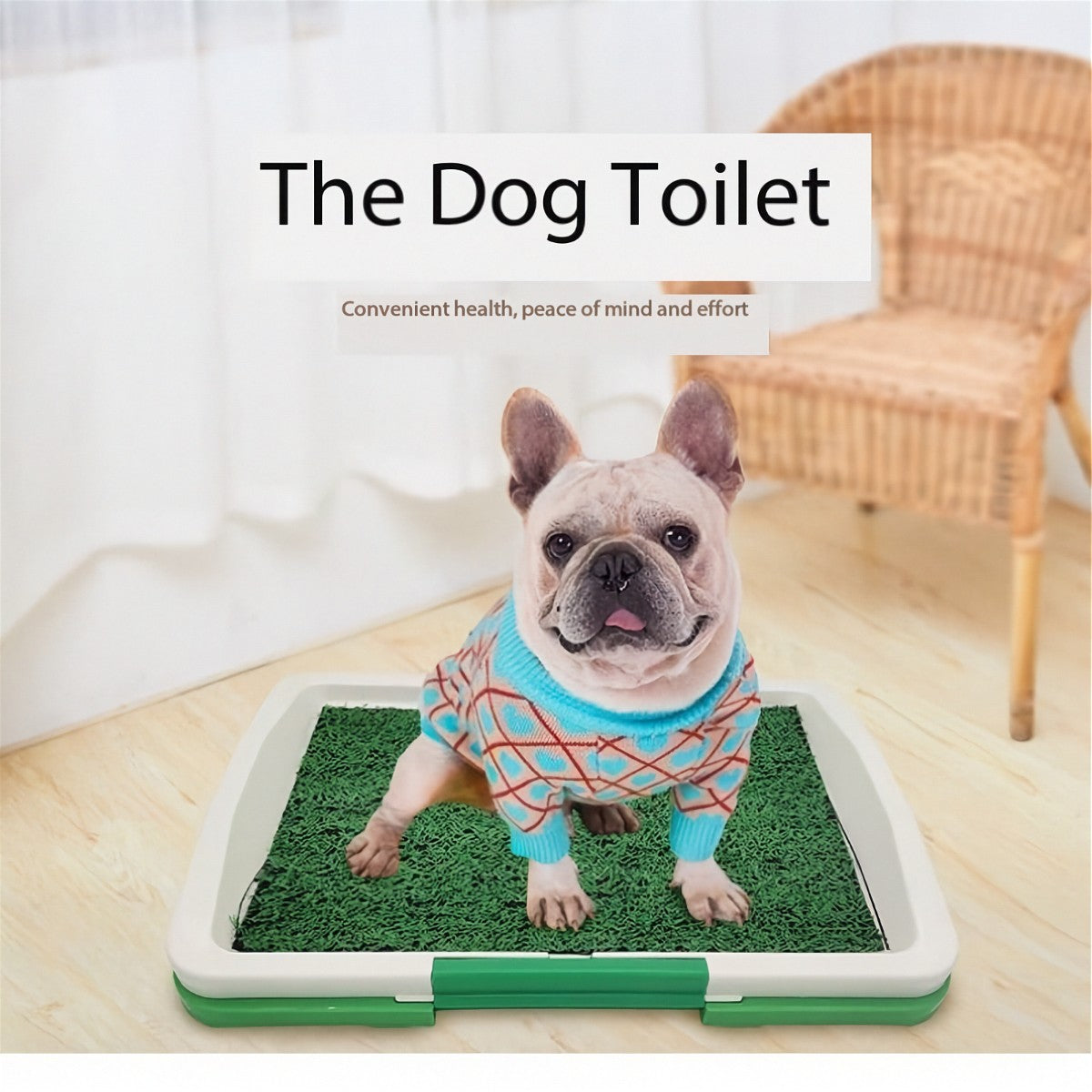 French Bulldog standing on the grass pet toilet tray in a living room with wicker chair and curtains