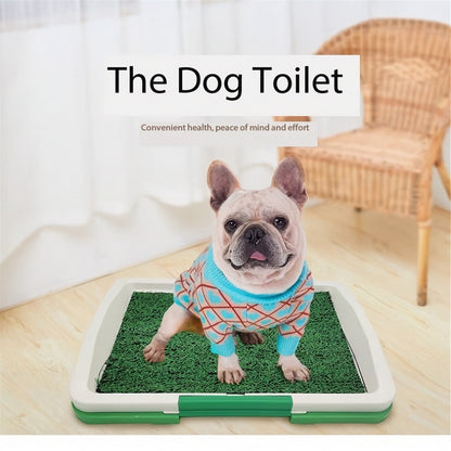 French Bulldog standing on the grass pet toilet tray in a living room with wicker chair and curtains